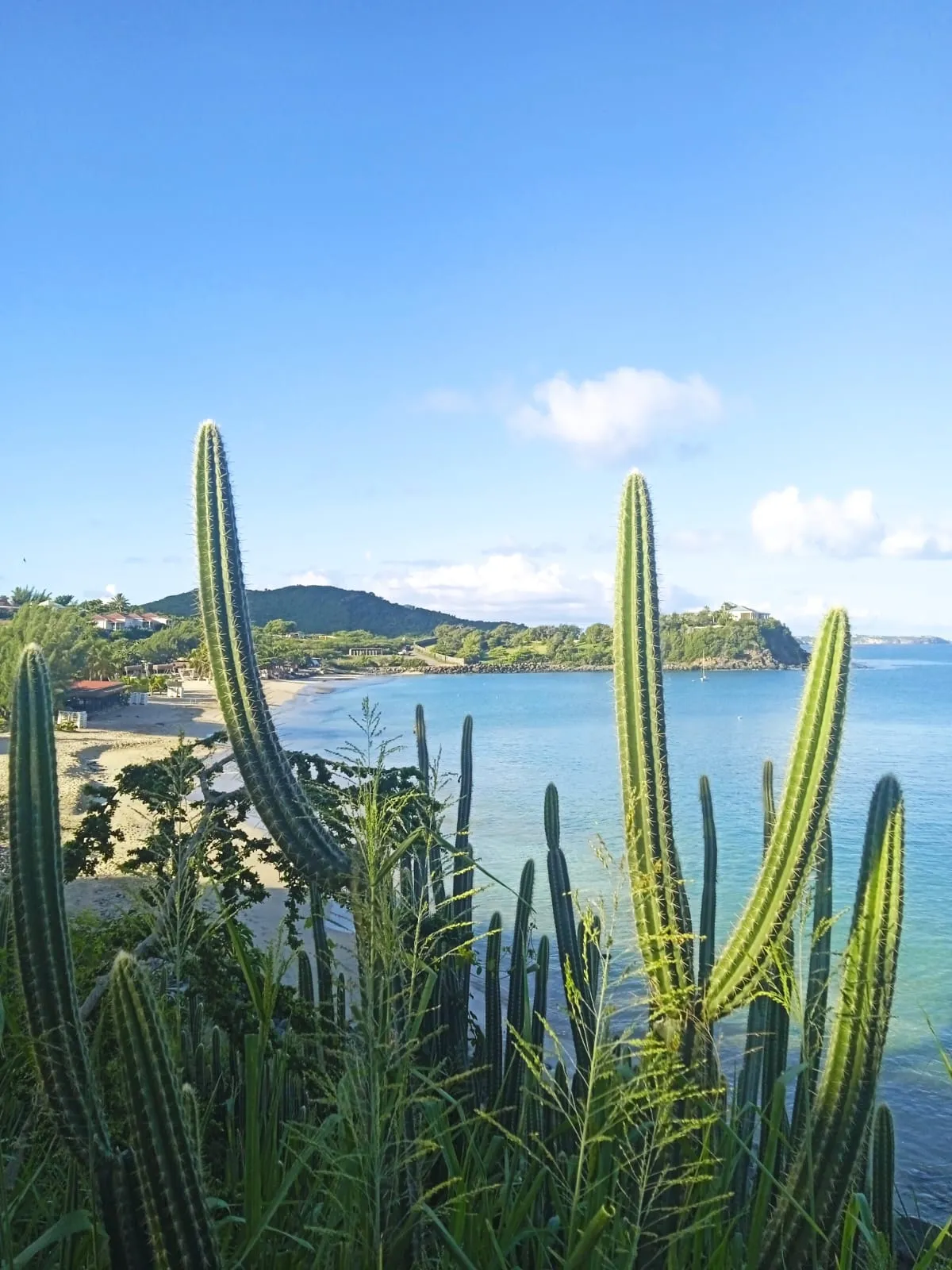 Cacti framing a stunning bay view on the island