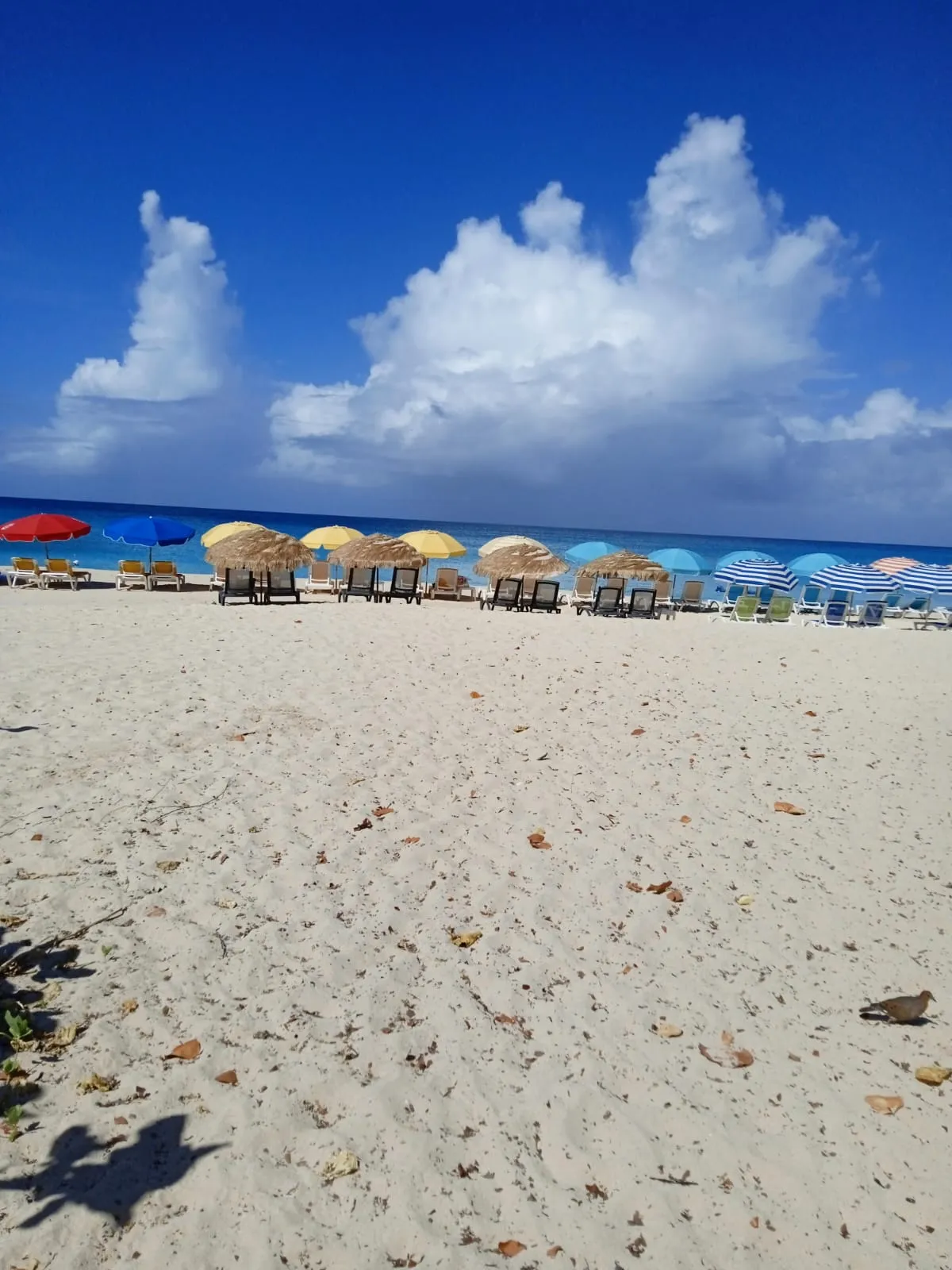 Beach umbrellas and calm Caribbean waters on a St. Maarten shore