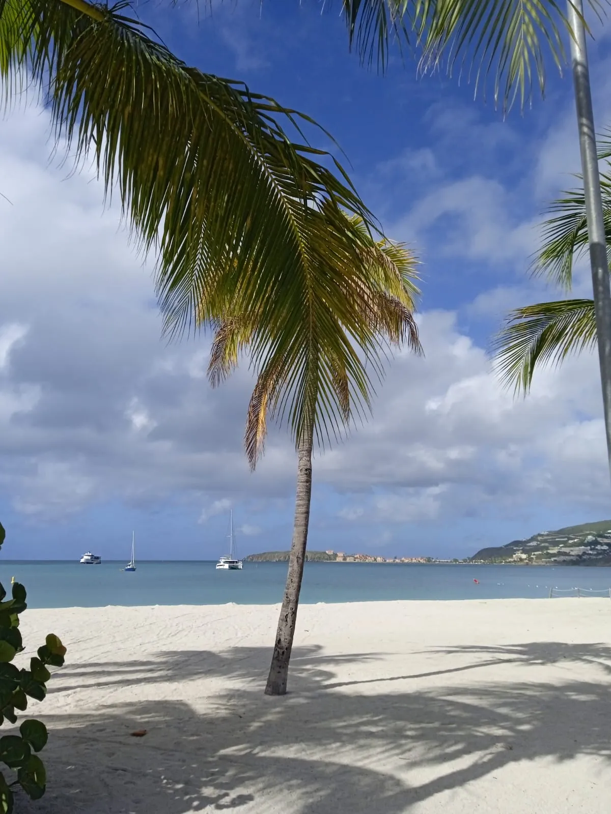 Palm tree and white sand beach with sailboats on turquoise water, St. Maarten