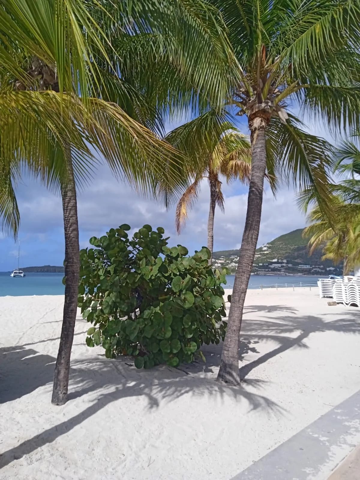 White sand beach and palm trees on St. Maarten French side